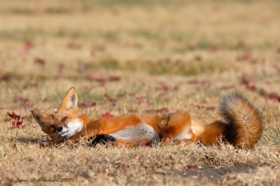 Red Fox