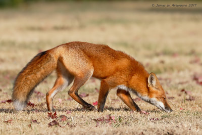 Red Fox