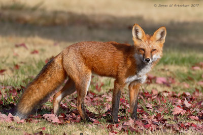 Red Fox