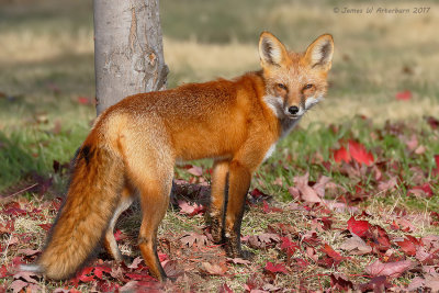Red Fox