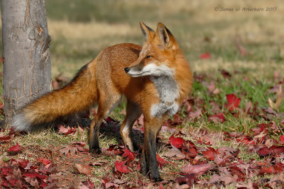 Red Fox
