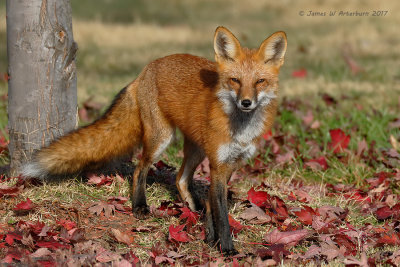 Red Fox