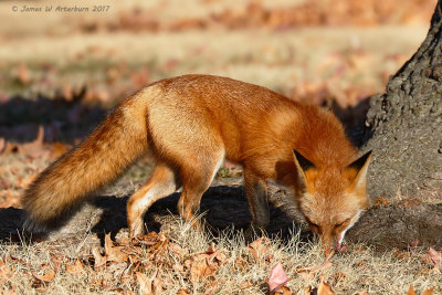 Red Fox