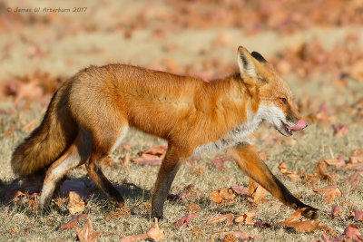 Red Fox