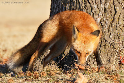 Red Fox