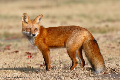 Red Fox