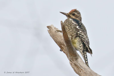 Yellow-bellied Sapsucker