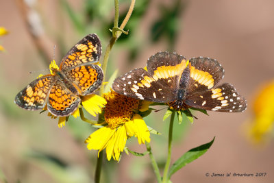 Bordered Patch & Pearl Crescent
