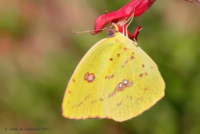 Cloudless Sulphur