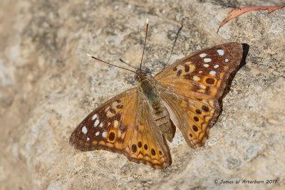 Hackberry Emperor