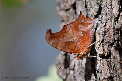 Question Mark