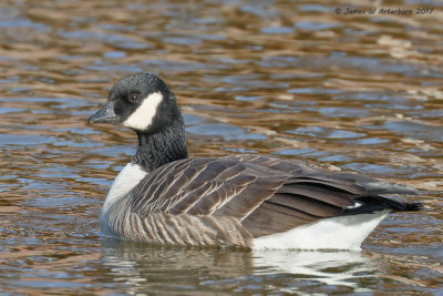 Cackling Goose