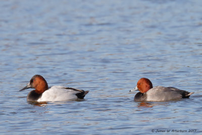 Canvasback & Redhead