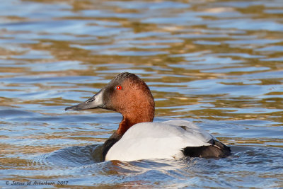 Canvasback