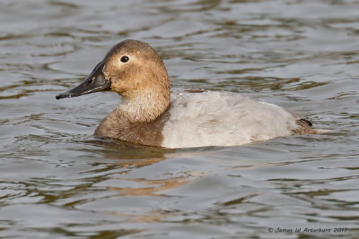 Canvasback