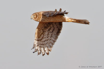 Northern Harrier