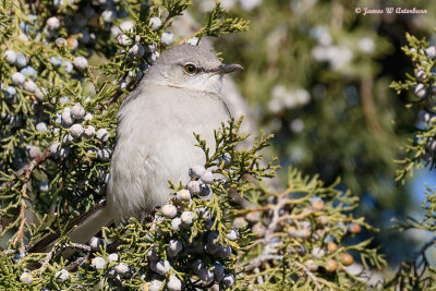 Northern Mockingbird