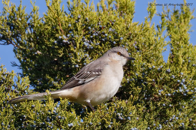 Northern Mockingbird