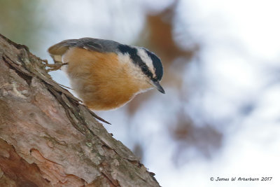 Red-breasted Nuthatch