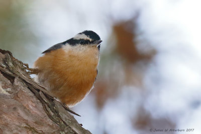 Red-breasted Nuthatch