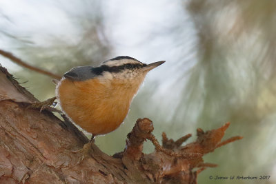 Red-breasted Nuthatch
