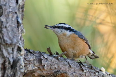 Red-breasted Nuthatch