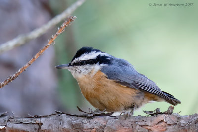 Red-breasted Nuthatch