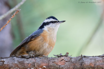 Red-breasted Nuthatch