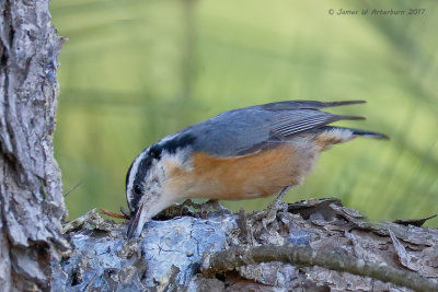 Red-breasted Nuthatch