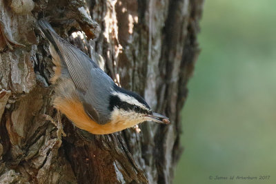 Red-breasted Nuthatch