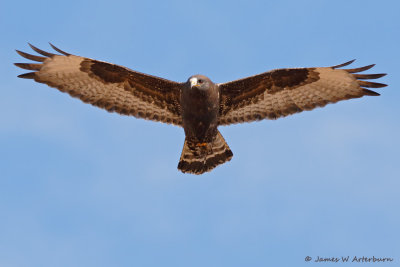 Rough-legged Hawk