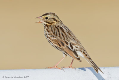 Savannah Sparrow