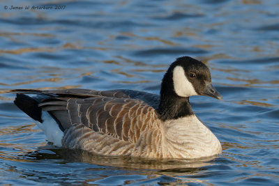 Cackling Goose