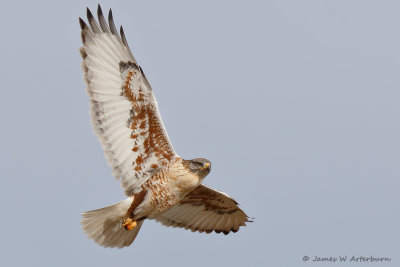 Ferruginous Hawk