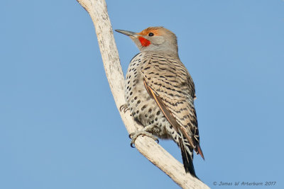 Northern Flicker