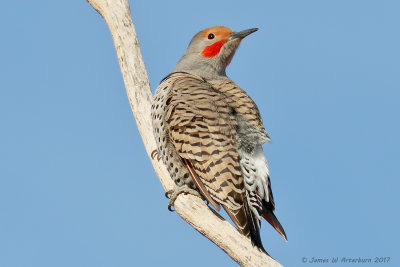 Northern Flicker