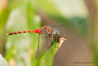 Blue-faced Meadowhawk