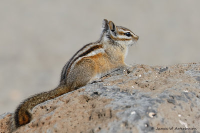 Least Chipmunk