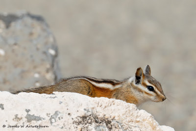 Least Chipmunk