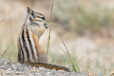 Least Chipmunk