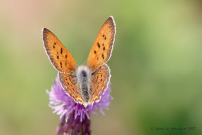 Purplish Coper