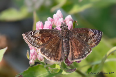 Wild Indigo Duskywing