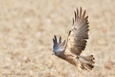 Swainson's Hawk