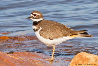 Killdeer