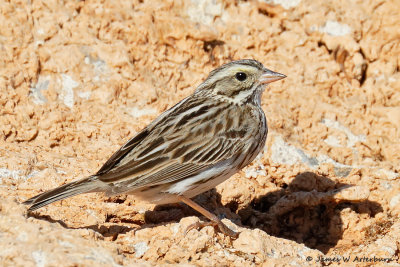 Savannah Sparrow