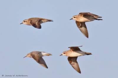 American Golden-Plover