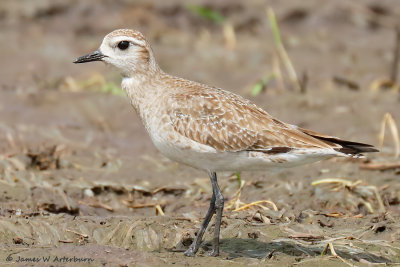 American Golden-Plover