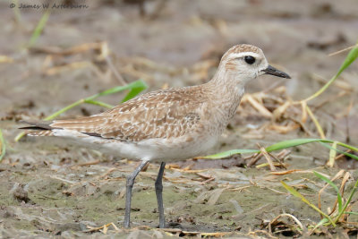 American Golden-Plover