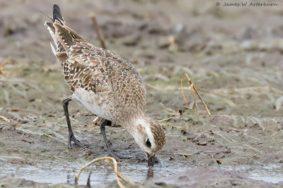 American Golden-Plover
