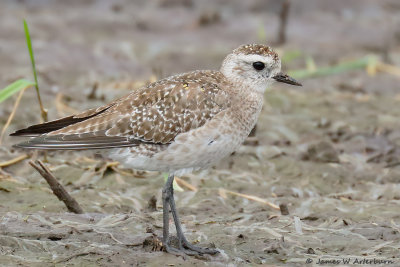 American Golden-Plover